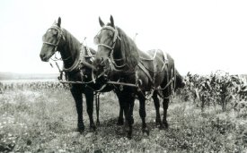 Horses in the Cornfield
